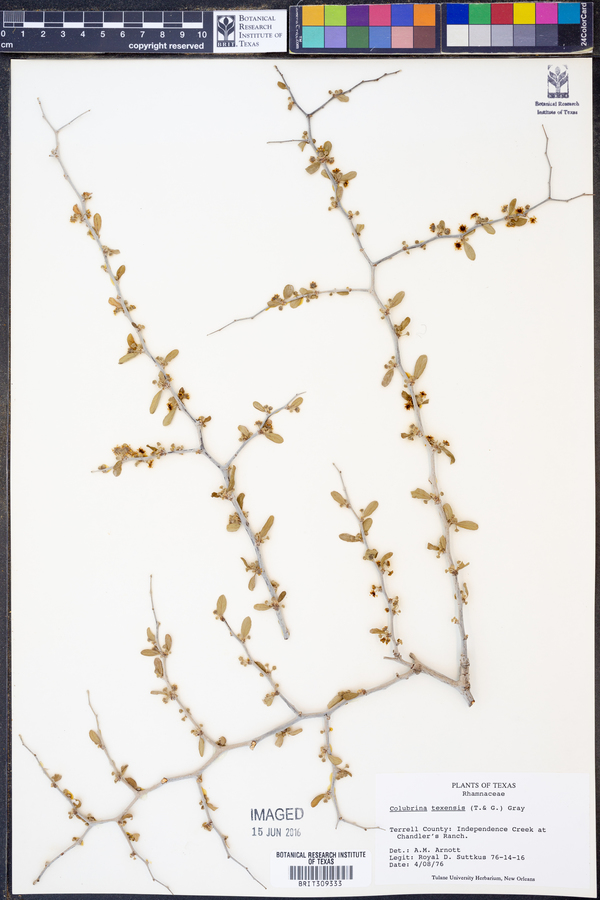 Colubrina texensis image