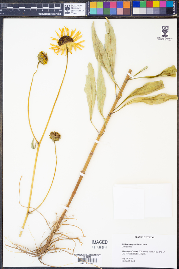 Helianthus pauciflorus image
