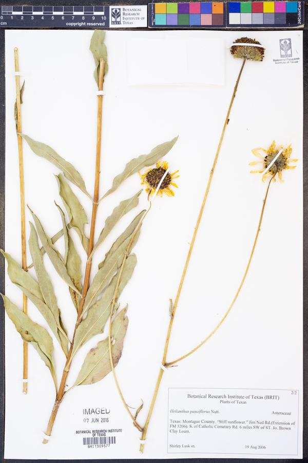 Helianthus pauciflorus image
