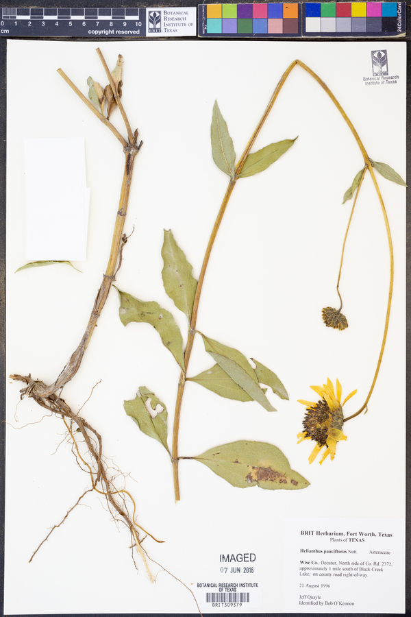 Helianthus pauciflorus image