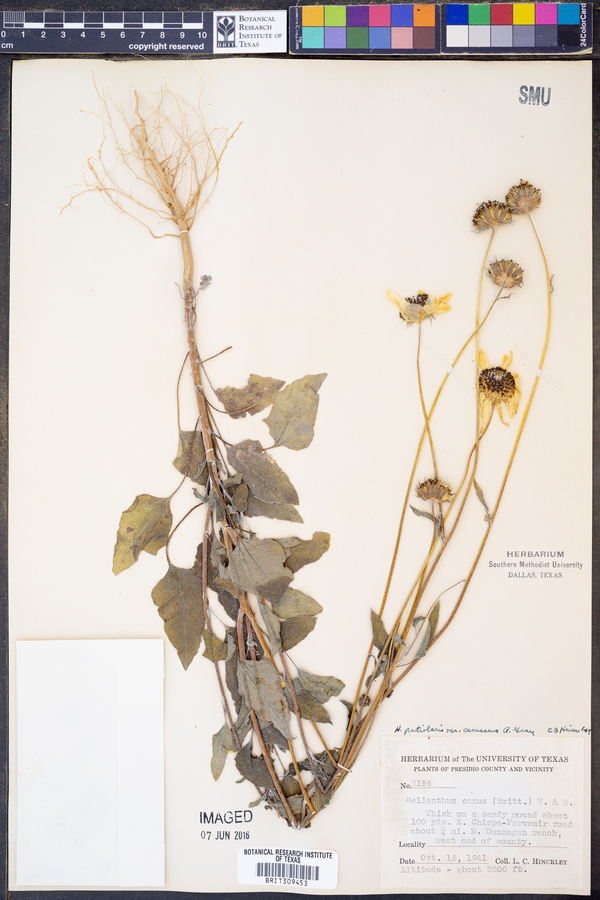 Helianthus niveus ssp. canescens image