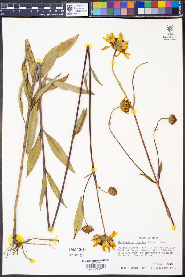 Helianthus rigidus image