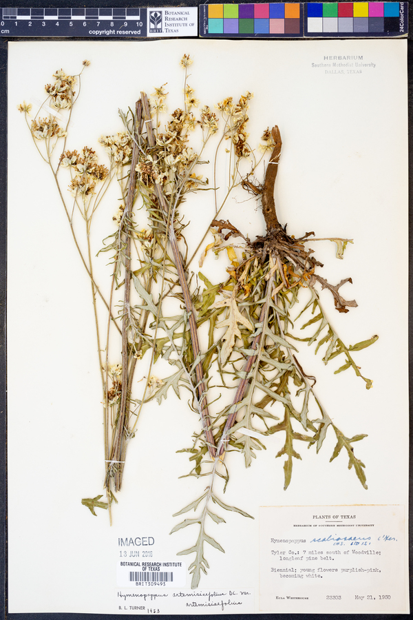Hymenopappus artemisiifolius var. artemisiifolius image