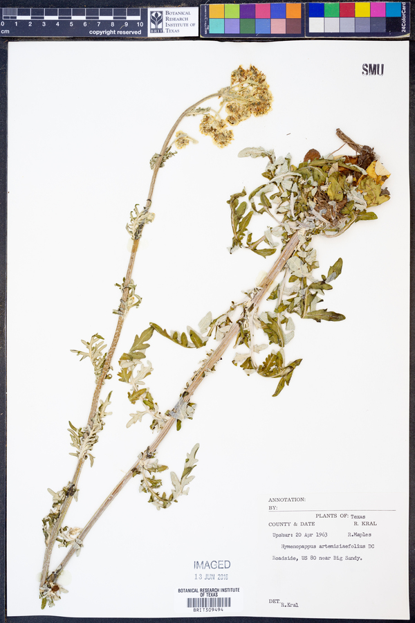 Hymenopappus artemisiaefolius image