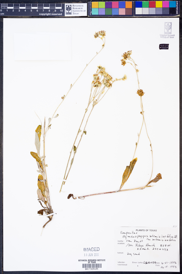 Hymenopappus artemisiaefolius image