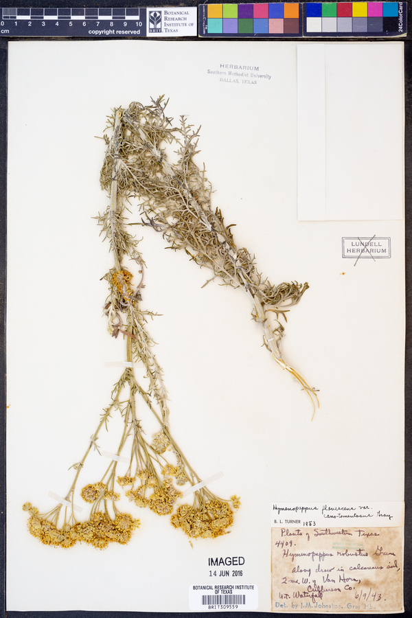 Hymenopappus flavescens var. cano-tomentosus image