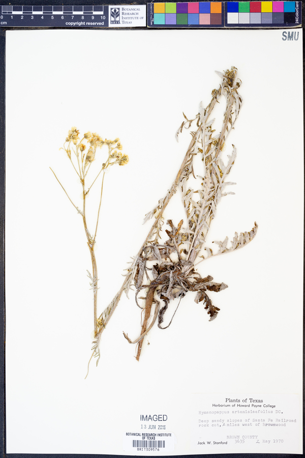 Hymenopappus artemisiaefolius image