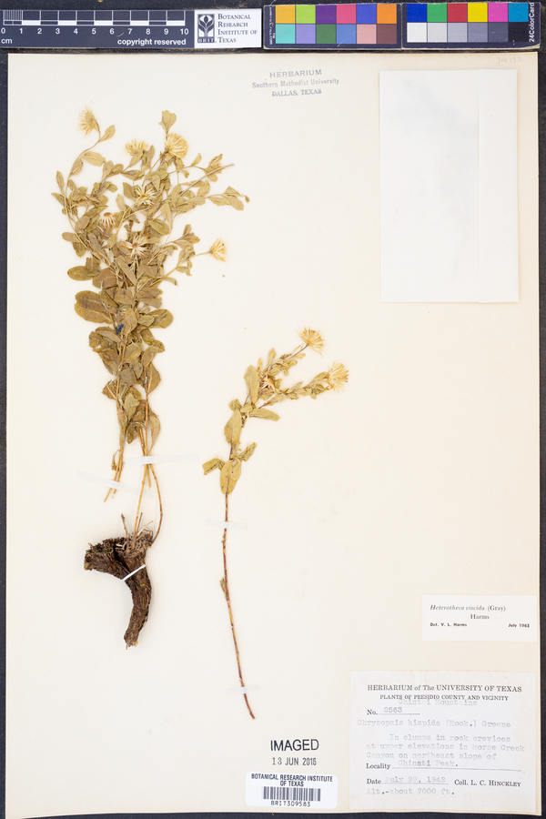 Heterotheca viscida image