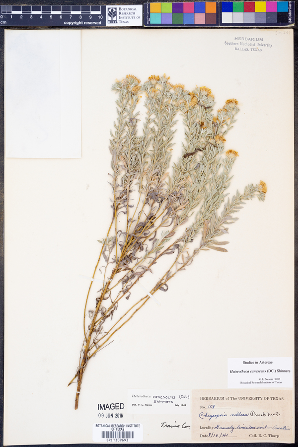 Heterotheca canescens image