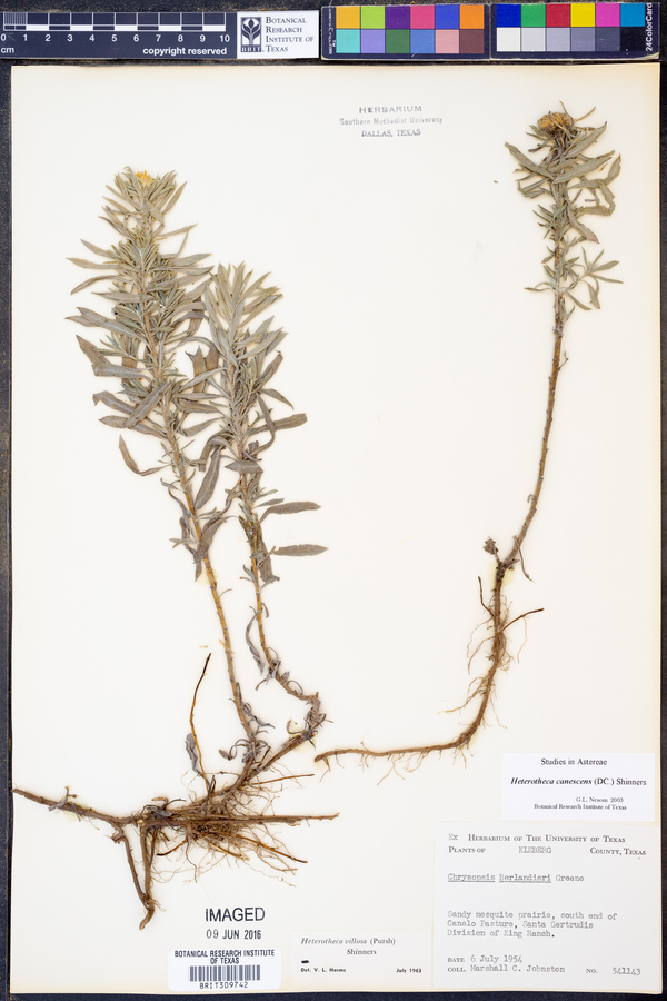 Heterotheca canescens image