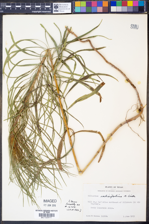 Helianthus salicifolius image