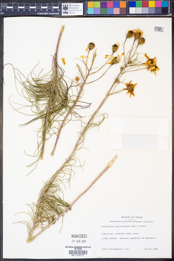 Helianthus salicifolius image