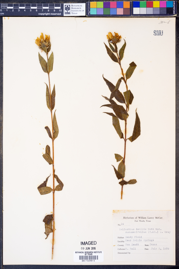 Helianthus debilis var. cucumerifolius image