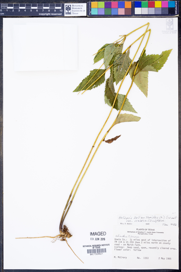 Heliopsis helianthoides var. scabra image