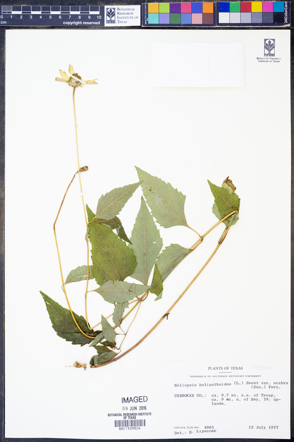 Heliopsis helianthoides var. scabra image