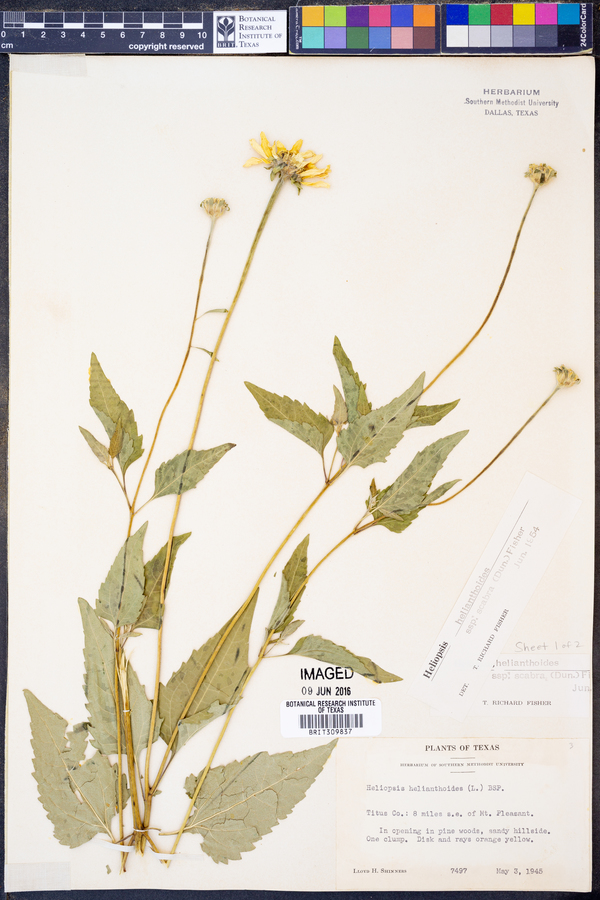 Heliopsis helianthoides var. scabra image