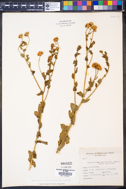 Heterotheca latifolia image