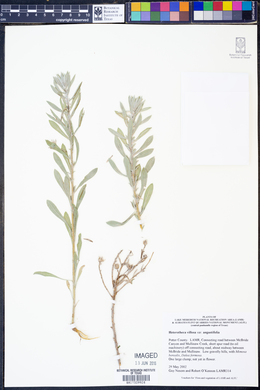 Heterotheca villosa var. angustifolia image