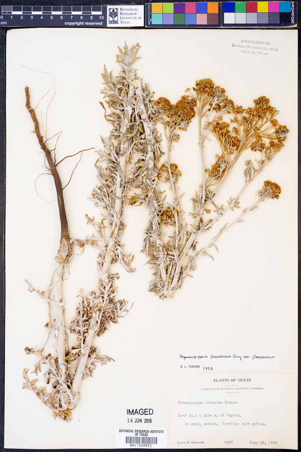 Hymenopappus flavescens var. flavescens image
