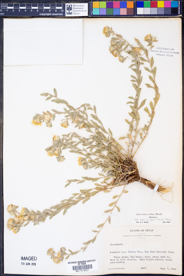 Unionidae image