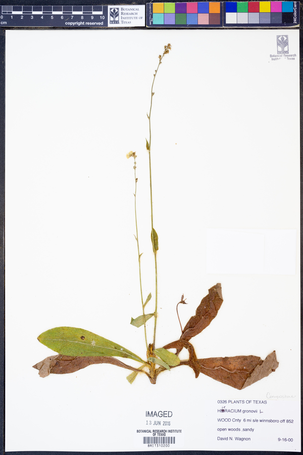 Hieracium gronovii image