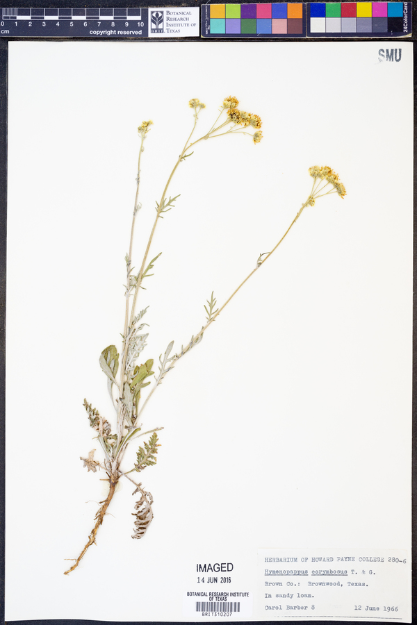 Hymenopappus corymbosus image