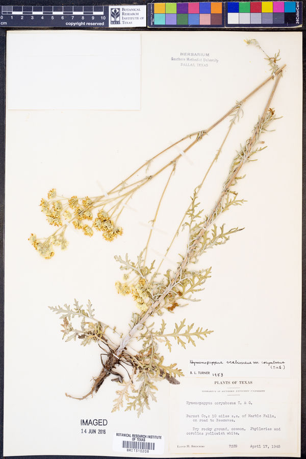 Hymenopappus scabiosaeus var. corymbosus image