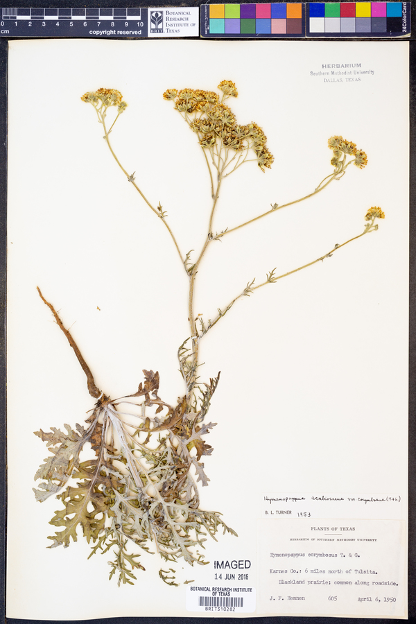 Hymenopappus scabiosaeus var. corymbosus image