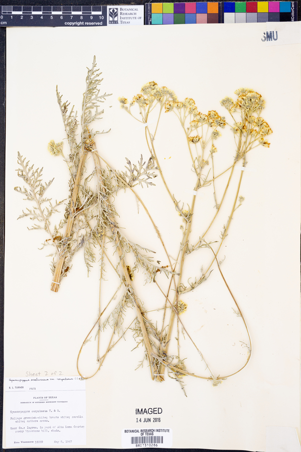 Hymenopappus scabiosaeus var. corymbosus image