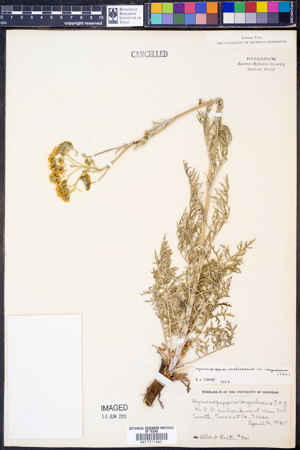 Hymenopappus scabiosaeus var. corymbosus image