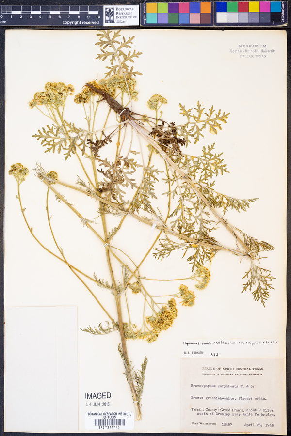 Hymenopappus scabiosaeus var. corymbosus image