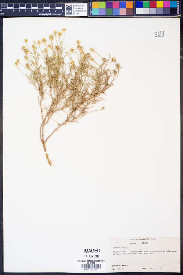 Actinea image