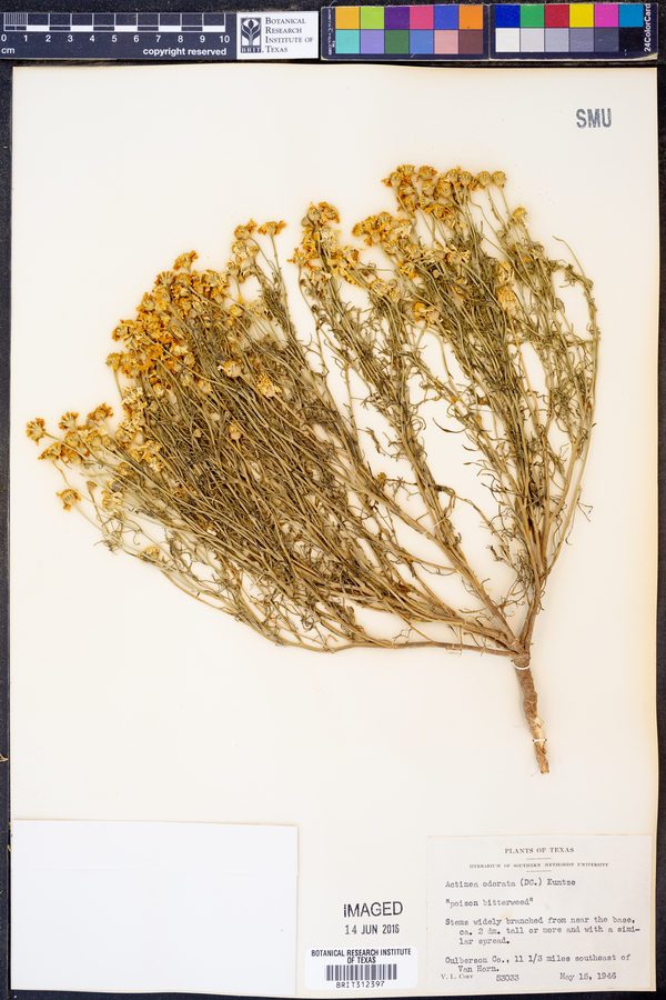 Actinea odorata image