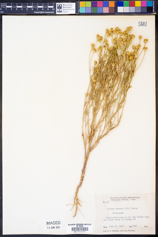 Actinea odorata image