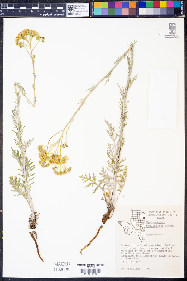 Hymenopappus tenuifolius image