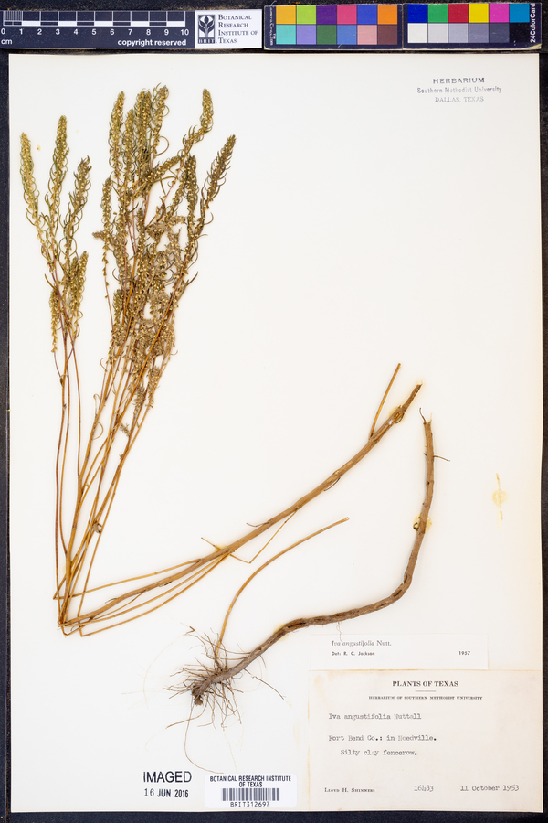 Iva angustifolia image