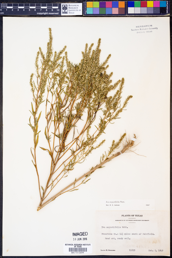 Iva angustifolia image