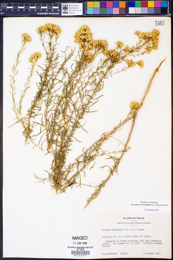 Isocoma coronopifolia image