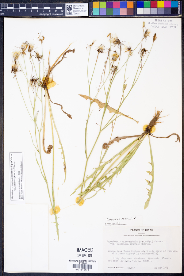 Hypochaeris microcephala image