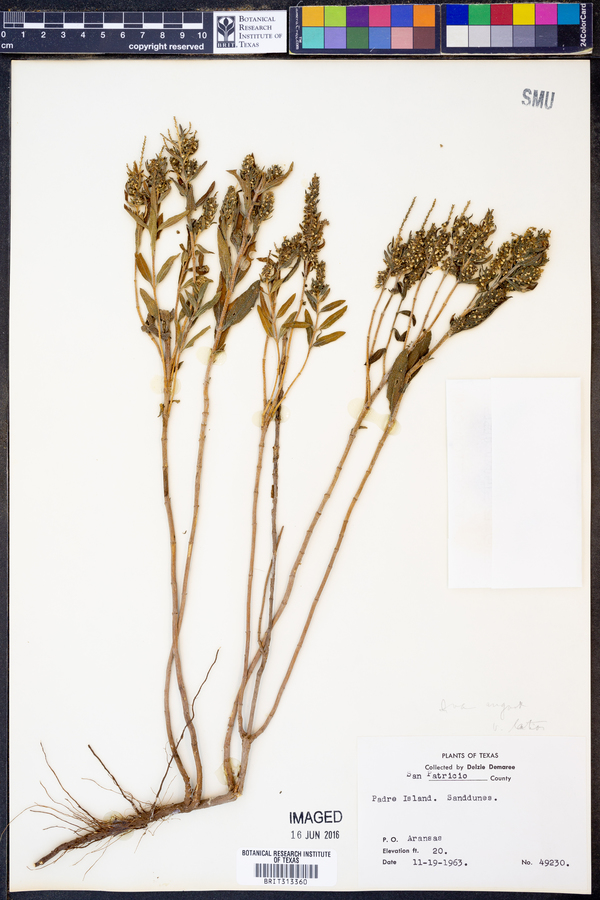 Iva angustifolia var. latior image