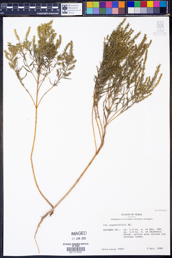 Iva angustifolia image