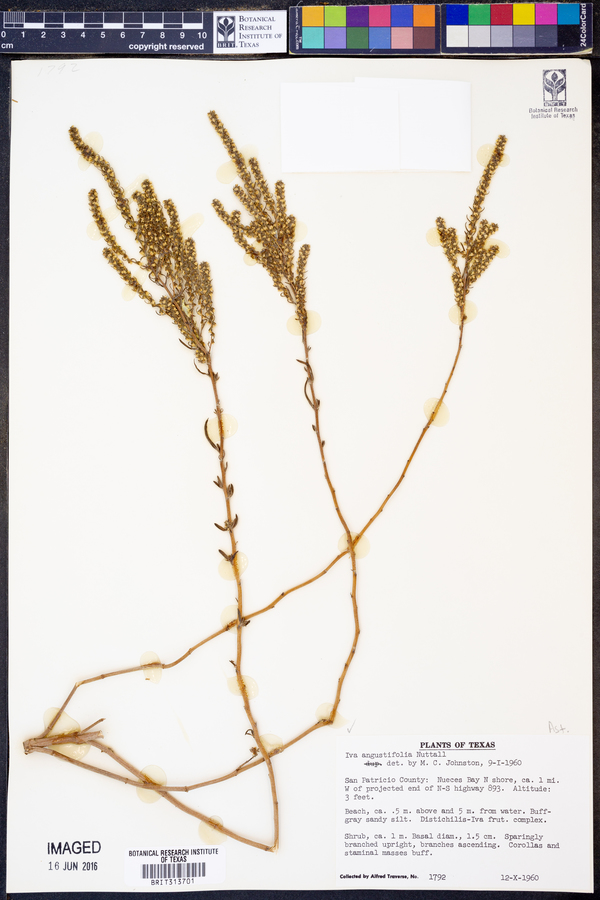 Iva angustifolia image