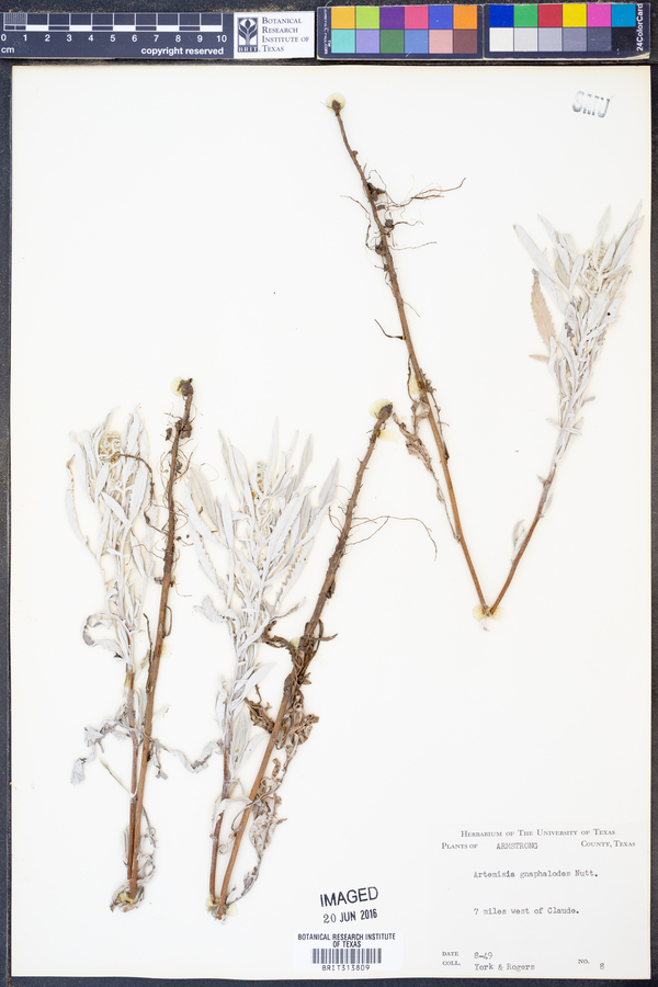 Artemisia ludoviciana ssp. ludoviciana image
