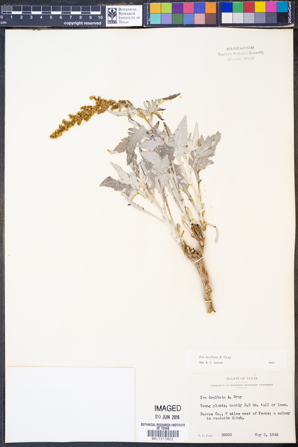 Iva dealbata image