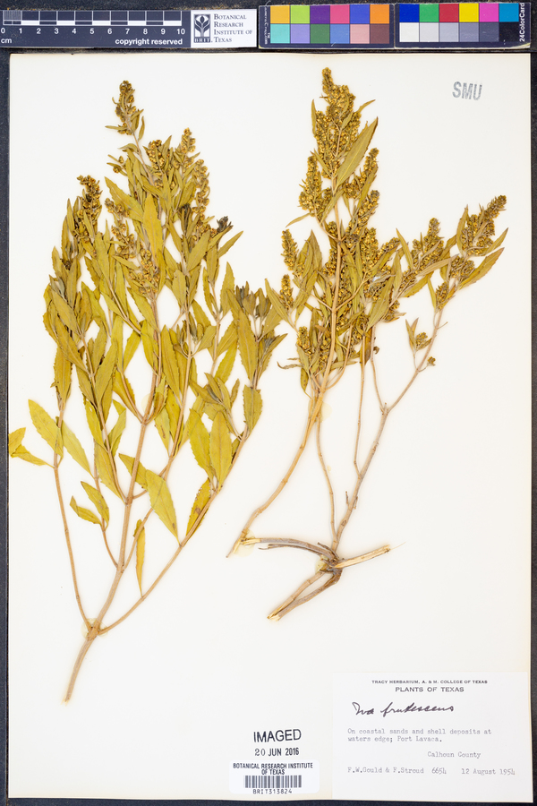 Iva frutescens image