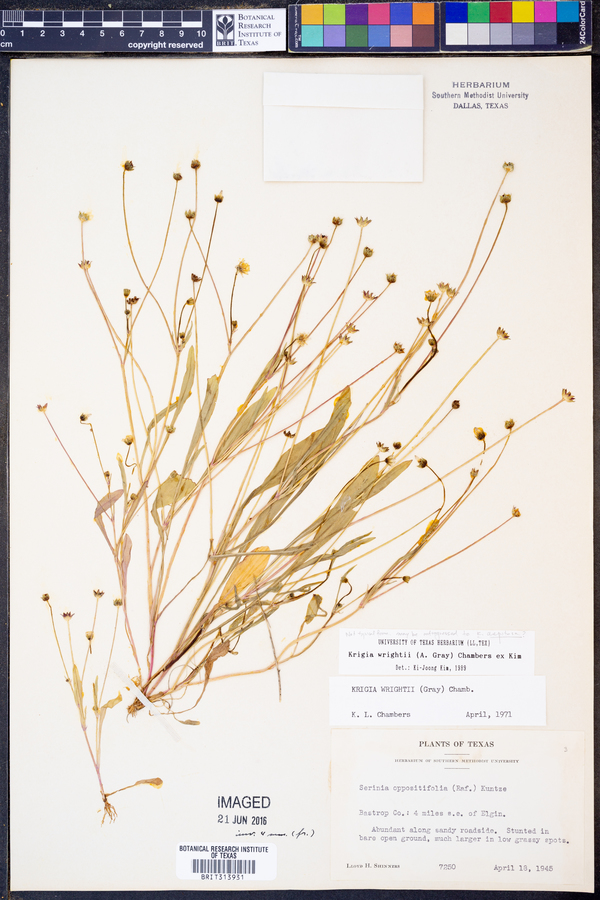 Krigia wrightii image