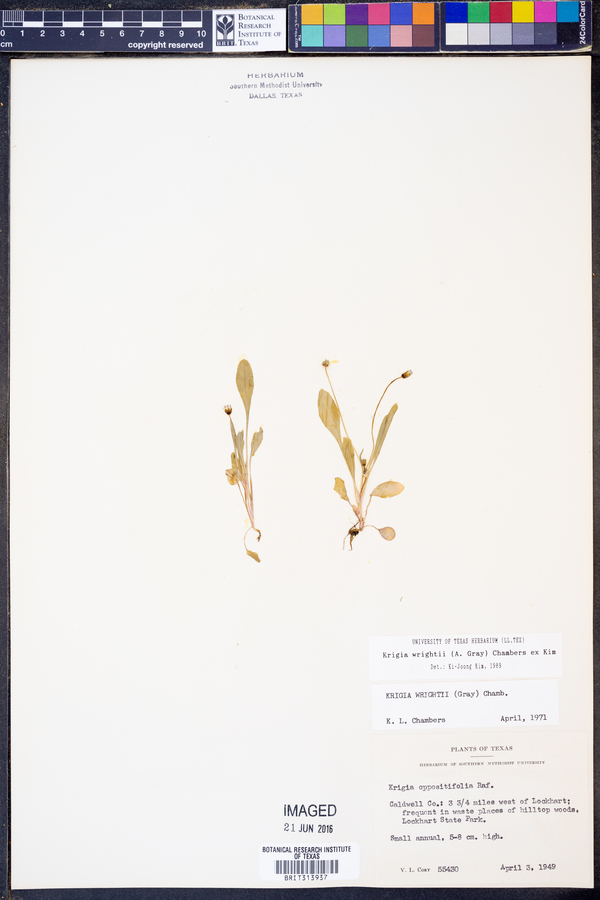 Krigia wrightii image
