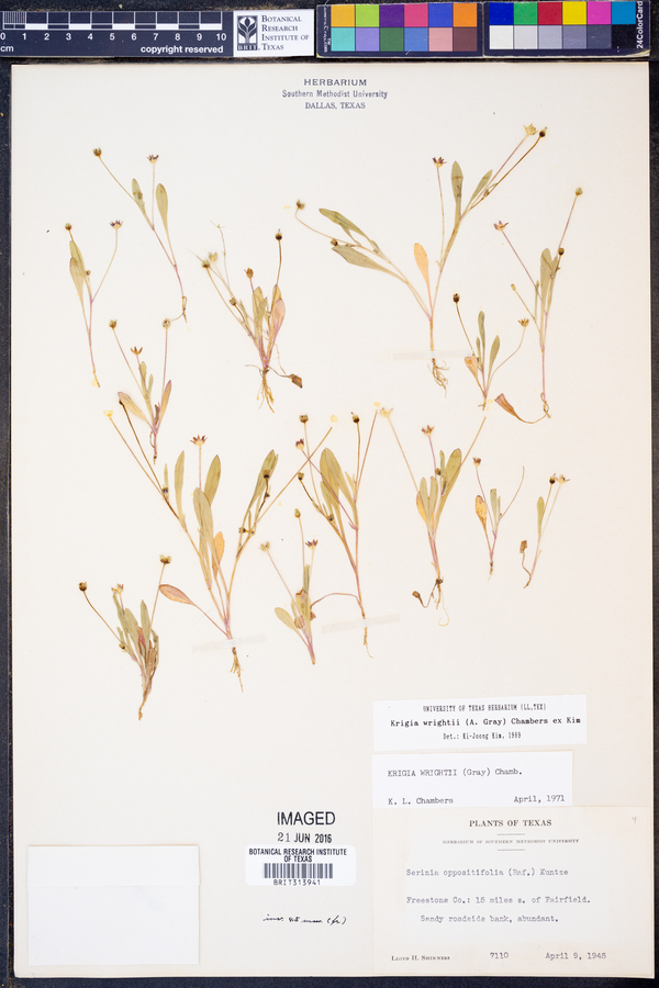 Krigia wrightii image