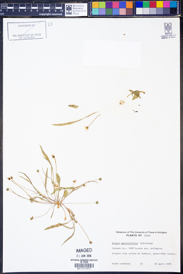Krigia caespitosa image