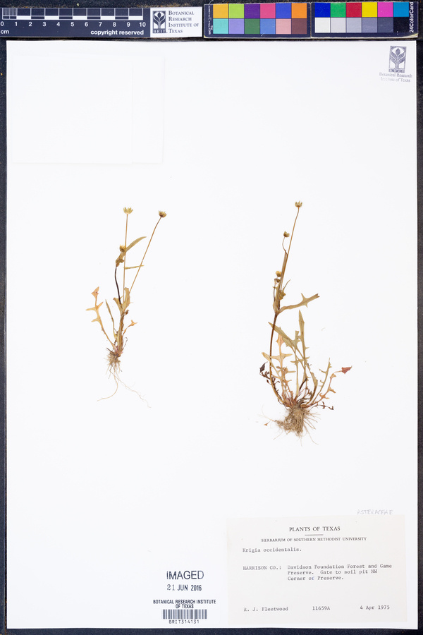 Krigia occidentalis image